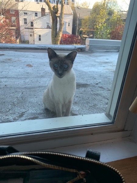 Kitty outside a s window