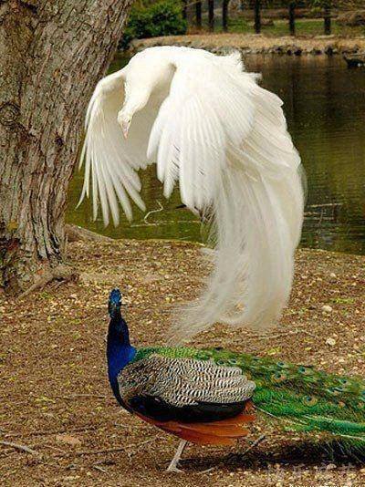 Peacock mating dance