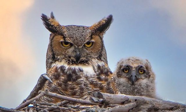 Owls copy