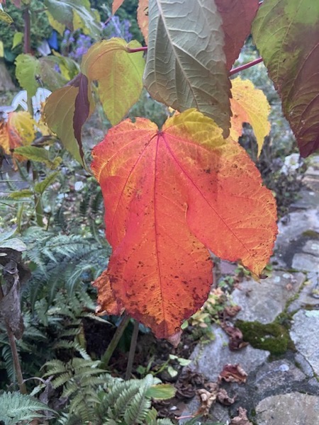 Hallow orange leaf