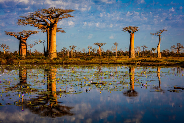 Baobab trees