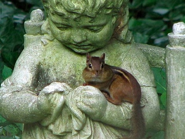 Angel chipmunk